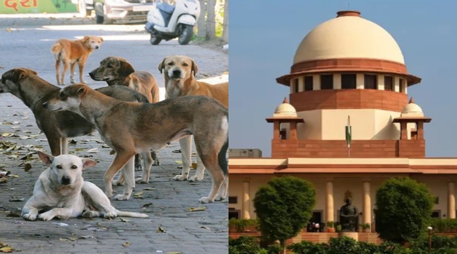 Dog Attack Case: SC ने कहा- पकड़े गए सामान्य कुत्ते नसबंदी कर छोड़े जाएंगे, सार्वजनिक जगह पर खाना देने पर रोक     