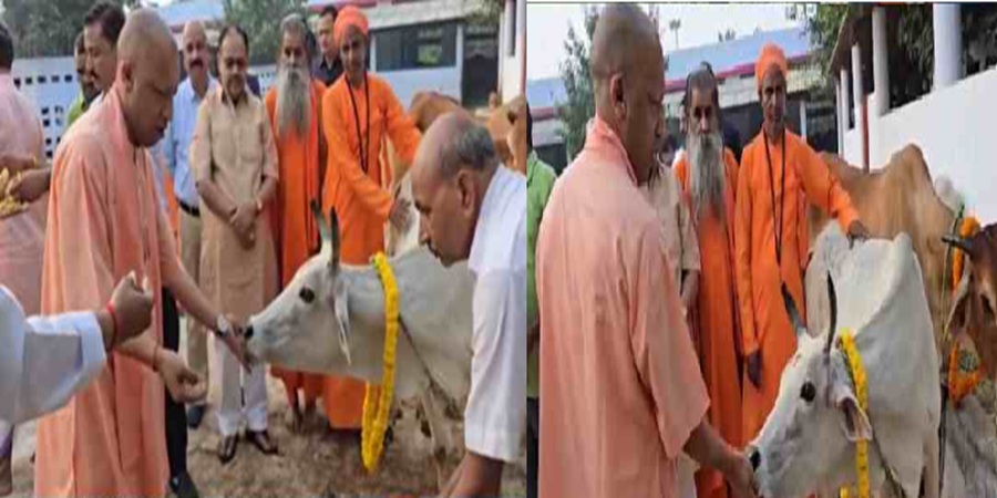 CM Yogi ने गोरखनाथ मंदिर में की गौ-सेवा, Govardhan Puja की दीं शुभकामनाएं