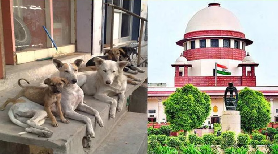 सुप्रीम कोर्ट का निर्देश- स्कूल-कॉलेज और अस्पताल से हटाएं आवारा कुत्ते, नसबंदी करके शेल्टर होम में रखें