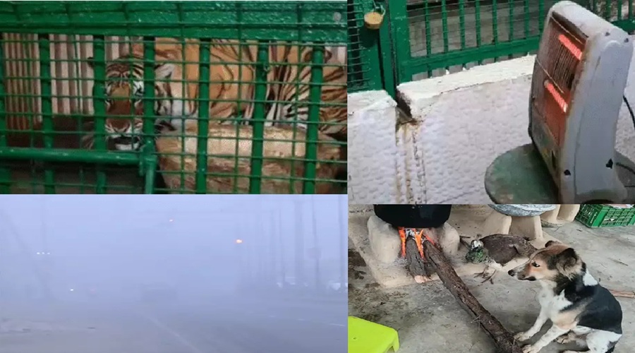 यूपी में ठंड से कांपे शेर, लगाए गए हीटर-ब्लोअर; 15 शहरों में स्कूल बंद, 25 में कोहरा