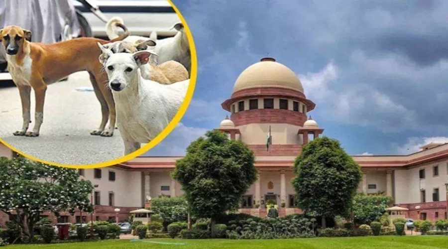 सुप्रीम कोर्ट में आवारा कुत्‍तों पर सुनवाई, वकील बोले- देश में सिर्फ 5 सरकारी शेल्टर, हमें इन्फ्रास्ट्रक्चर की जरूरत