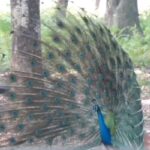 Karnataka: Bird Flu वायरस से 40 मोरों की मौत, प्रशासन ने जारी की एडवाइजरी
