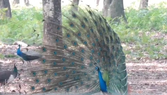 Karnataka: Bird Flu वायरस से 40 मोरों की मौत, प्रशासन ने जारी की एडवाइजरी